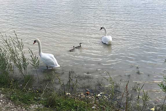 Schwan Rekultivierung